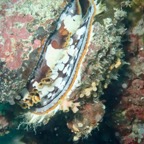 Cebu_DH - 9.jpg