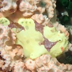 Cebu_DH - 120.jpg