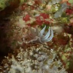 Cebu_DH - 129.jpg