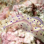 Cebu_DH - 138.jpg