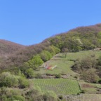 Mosel - 4.jpg
