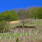 Mosel - 10.jpg